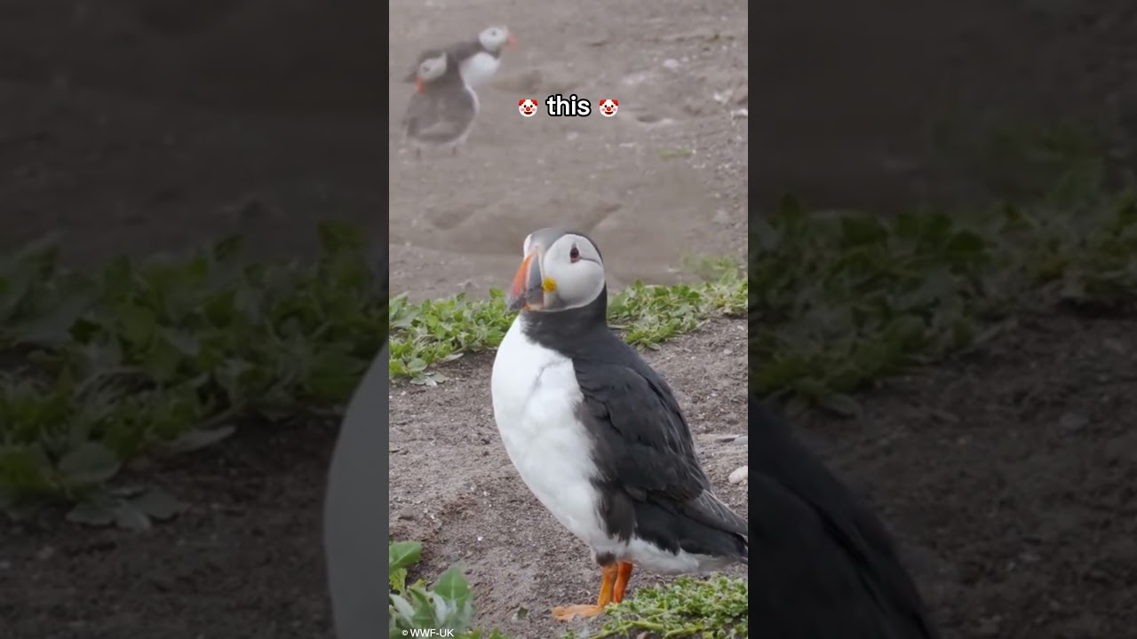 Discover the charming world of the Atlantic puffin | WWF #puffins