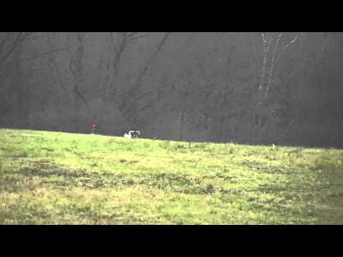 Coursing trénink 17.11.2012 - Borůvka