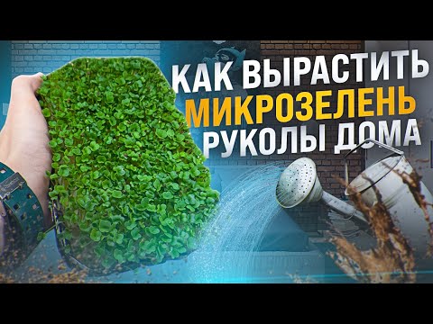 Как вырастить микрозелень? Микрозелень рукола дома!