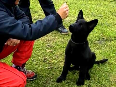 Cherokee ze Stříbrného kamene first steps obedience 5/2013