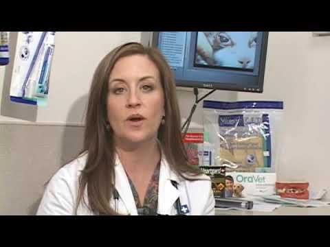 How to Treat Dog Conjunctivitis