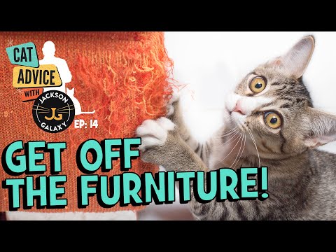 Get Off The Furniture: Can you set limits with your cat?