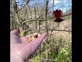 Hand-feeding Birds in Slow Mo - Northern Cardinal