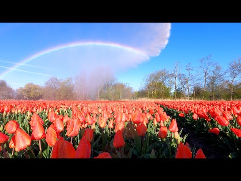 Amazing Tulip Fields in 4K