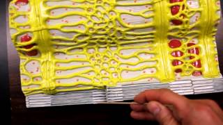 MUSCULAR SYSTEM ANATOMY:Muscle fiber with sarcomere model description