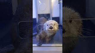 可愛すぎて失神しそうだった瞬間🥹🤍#seaotter #birmingham #uk #ラッコ#イギリス#バーミンガム