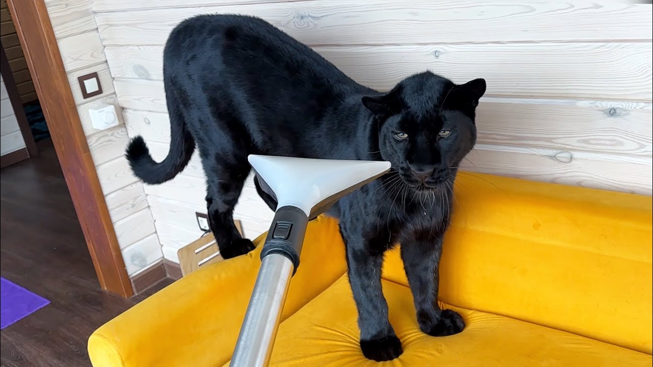 Luna  the panther is a prankster 🙈(ENG SUB)