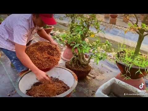 Chia sẻ cách trộn giá thể cho cây mai trồng chậu. Vườn kiểng Chín Thức. 0973882241