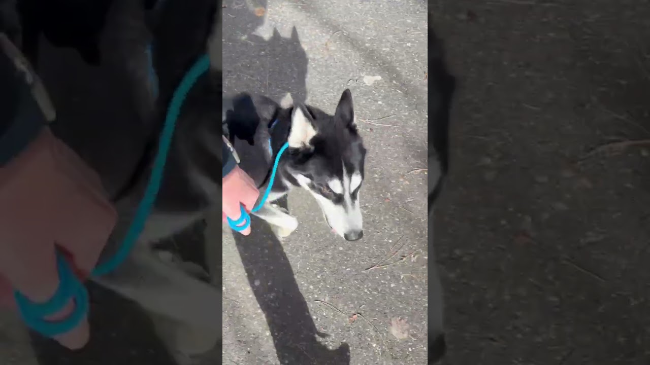 Enlarge Mimic- Goofball, a ADOPTABLE Husky in Grass Valley, CA video 2/2