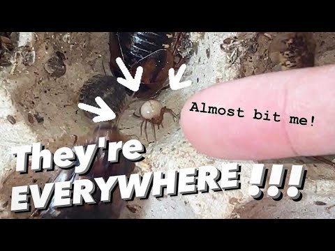 My COCKROACHES are in DANGER !!! ~ Spider INFESTATION !!! + other roach species !!!