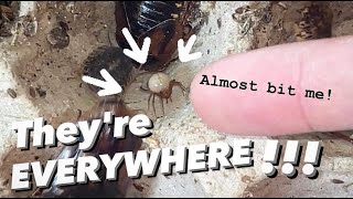 My COCKROACHES are in DANGER !!! ~ Spider INFESTATION !!! + other roach species !!!