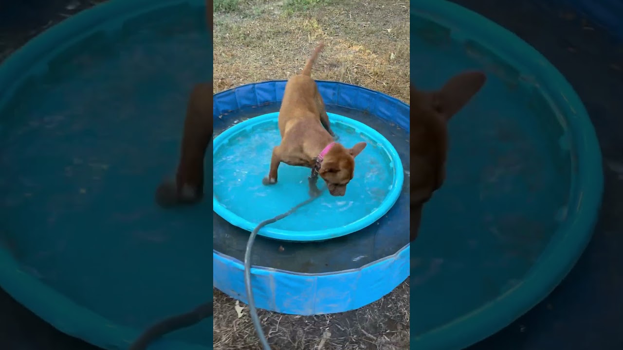 Truman, a Adoptable mixed breed in Columbus, OH video 4/4