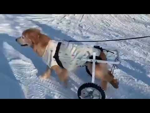 犬用車椅子で歩くラブラドールレトリバー　ふうが君10歳
