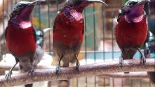 Download lagu suara pikat konin.kolibri ninja liar agar mudah turun mp3 Download lagu suara pikat konin.kolibri ninja liar agar mudah turun mp3