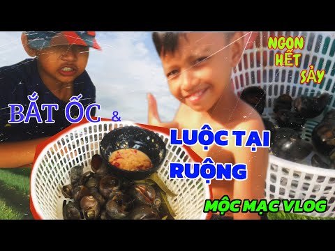 MỘC MẠC VLOG | 2 nhóc đi bắt ốc và ăn tại ruộng 🐌 