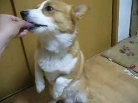 Goro@Welsh corgi 20080512 sashimi of  tuna