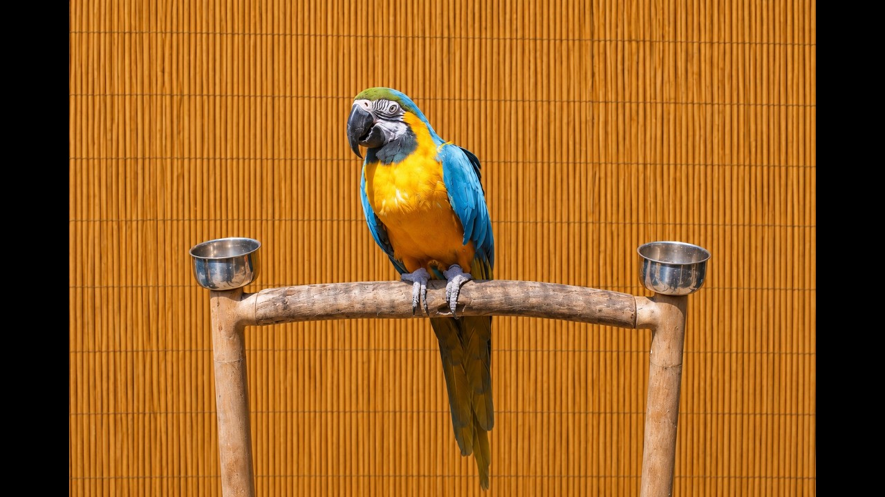 Enlarge Clydee F Blue &Gold Macaw Special Needs 4 A Man Only, an adoptable Macaw in Vancouver, WA video 4/5