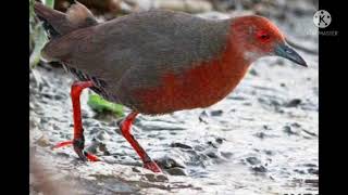 Download lagu suara pikat burung tikusan mata merah/suara ampuh 100%pikat burung sawah mp3 Download lagu suara pikat burung tikusan mata merah/suara ampuh 100%pikat burung sawah mp3