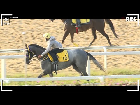 11/3-일요-부산-조교-경마예상,