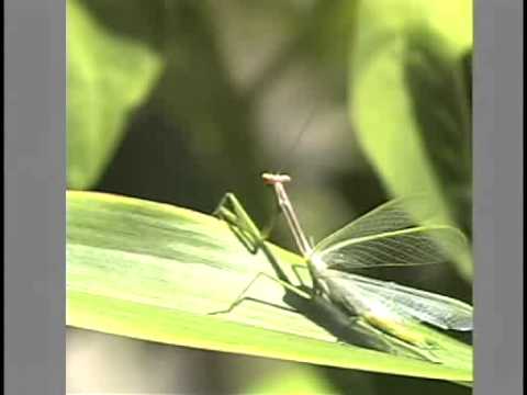 ペルーのカマキリの飛翔