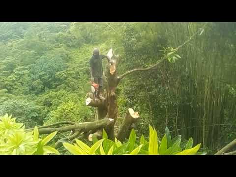 Gershon Landscaping Services (2)