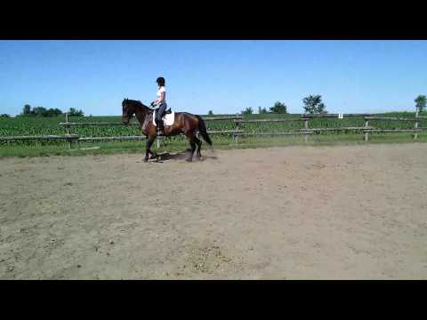 Fiador's Forté - left canter