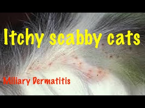 Scabby, itchy, baldy cats most likely have Miliary Dermatitis