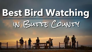 Winter Bird Watching in Butte County: Discover Northern California's Best Show │Explore Butte County