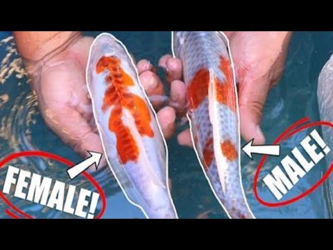 How to breed Japanese koi fish and How to feed baby koi fish in japan koi farm