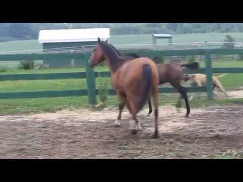 Old World Polish Arabs