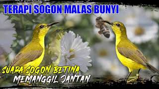 Download lagu TERAPI SOGON MALES BUNYI PAKAI SUARA SOGON BETINA mp3 Download lagu TERAPI SOGON MALES BUNYI PAKAI SUARA SOGON BETINA mp3