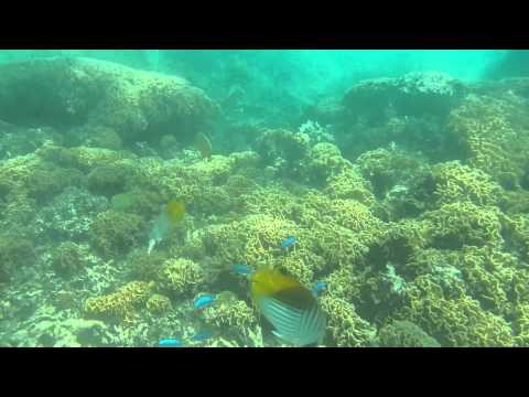 Bora Bora lagoon, tropical fish at 10 meters from the shore.