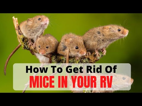 How To Get Rid Of Mice In Your RV