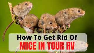How To Get Rid Of Mice In Your RV