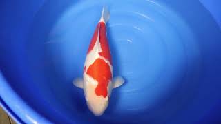 video van Kohaku 2306014