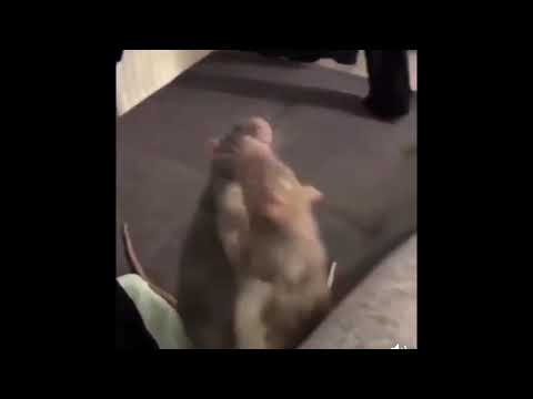 Two rats fighting meme