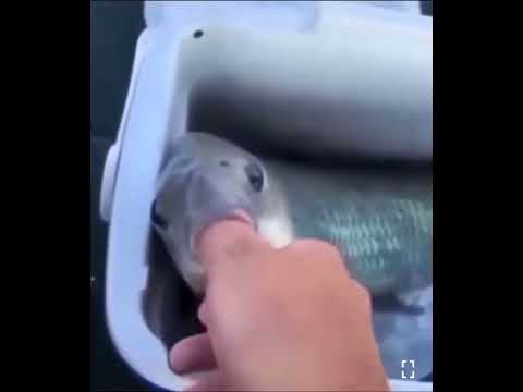 Remise à l'eau des poissons