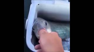 Remise à l'eau des poissons