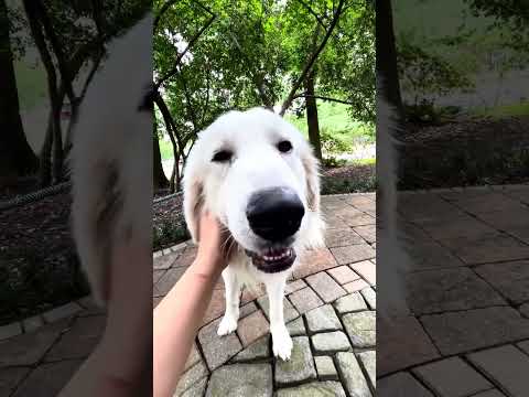 Harlin, an adoptable Great Pyrenees in Spring, TX_image-1