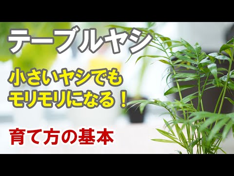 園芸 三面ヤシ、三角ヤシ