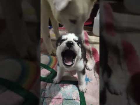 Baby husky Crying in pain.. good thing his mom is there for the rescue