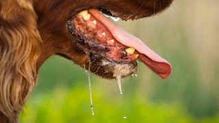 Home Remedies for Rabies