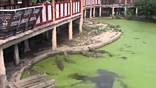 preview picture of video 'Samut Prakan Crocodile Farm and Zoo, Samut Prakan Province, Thailand ( 7 )'