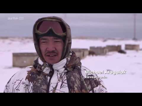 Le Roi De l'Arctique   sur les traces d'une espèce en voie de disparition   {Documentaire Science}