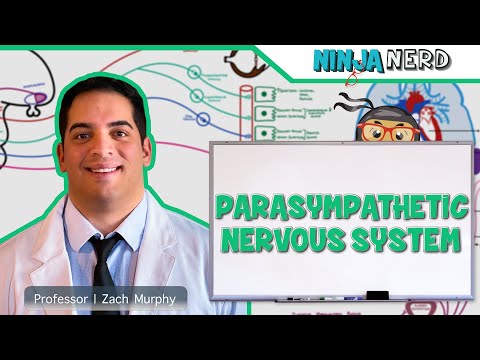 Anatomy of the Brain Model