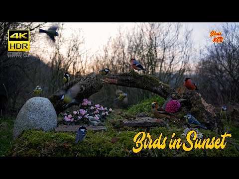 Birds in sunset - 4K HDR - CATs tv