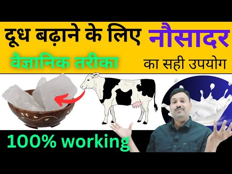 Scientific method to increase cow and buffalo milk production 👉 By feeding Nausadar Tikri to the ...