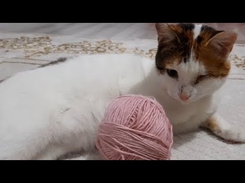 Tellinin Yumak Eğlencesi/My Disabled Cat's Ball Fun