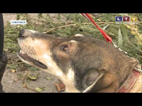 Caz șocant și revoltător la Constanța - Litoral TV