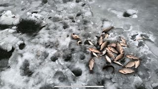 Отчет о рыбалке рыбхоз межура